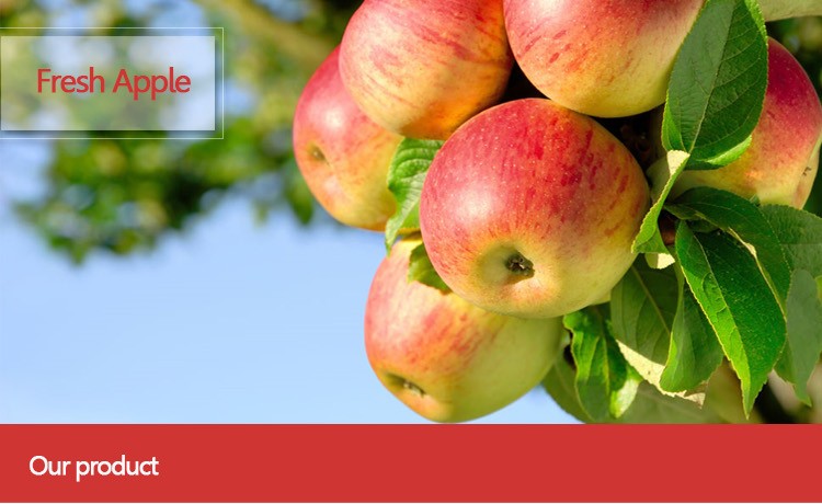 China fresh apple price in china