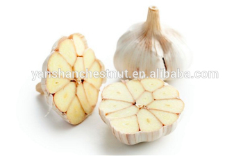 Delicious Garlic Fresh Garlic