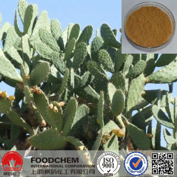 Pure Natural Nopal Cactus Extract Powder