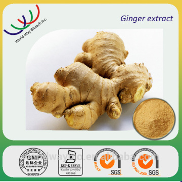 Ginger extract free samples,ginger root extract 5% gingerol,water soluble ginger extract powder