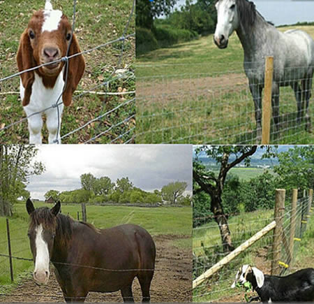 Field Fence Silver Steel Woven Wire