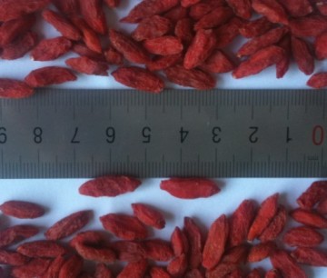 high-quality goji berries/wolfberry/import goji berries