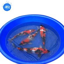 Elegant Plastic Fish Tank for Koi Fish