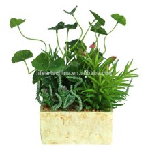 vivid succulent plants 2016 NEW DESIGN with antique succulent planter