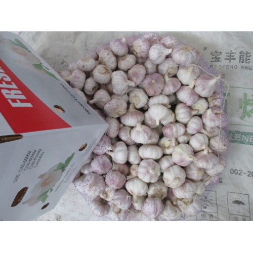 Buy High Quality Normal White Garlic 2020