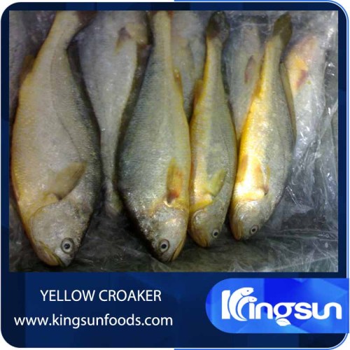 Alibaba Golden Supplier Frozen Small Yellow Croaker