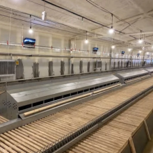 Automatic Laying Nests for Breeder Chicken Farms