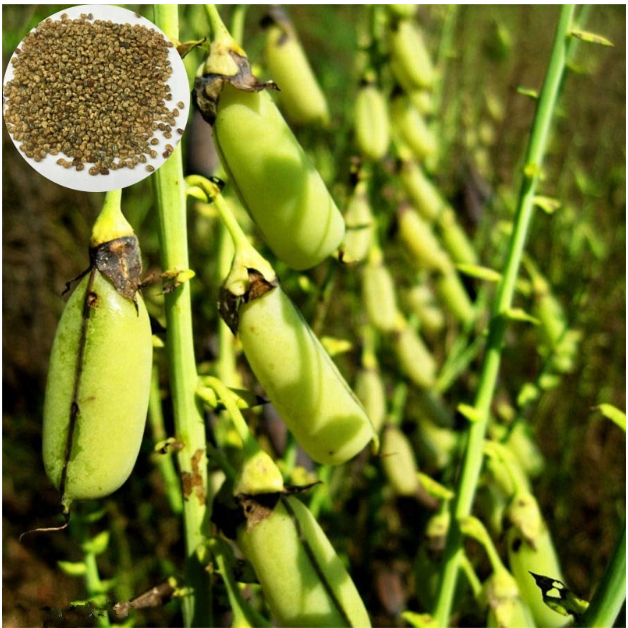 Crotalaria Mucronata Seed 7