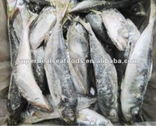 Frzoen Seafood Horse mackerel