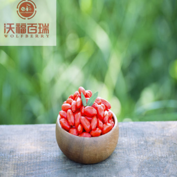 Wolfberry/ Lycium Barbarum/Wholesale goji berry