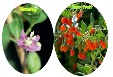 Cosmetic Diet Wolfberry Goji Berry