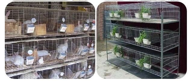 industrial breeding rabbit cage factory 3 or 4 layer/Commercial rabbit cage/galvanized welded mesh cage for rabbit