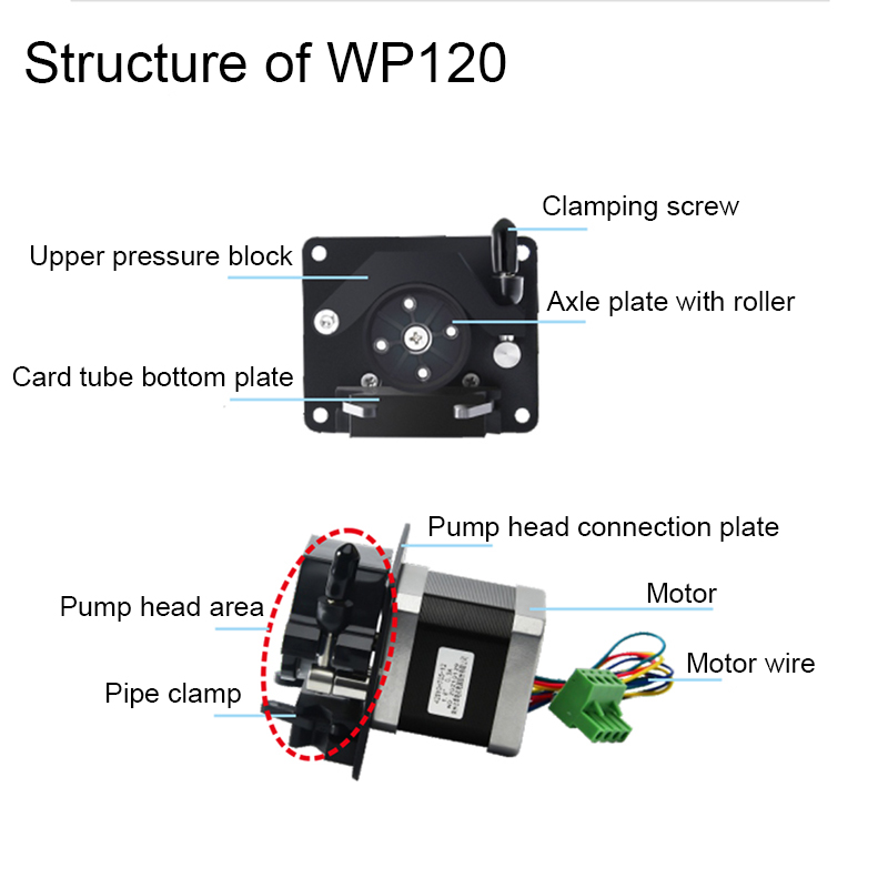 WP120 structure