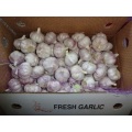 Best Quality Normal White Garlic Crop 2020