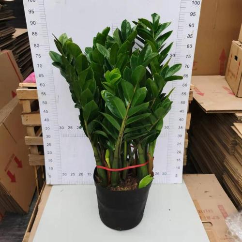 hot sale Zamioculcas zamiifolia 300#