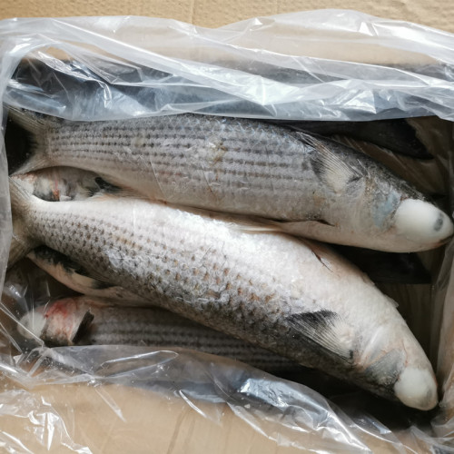 Good quality Grey Mullet fish Gutted on sale