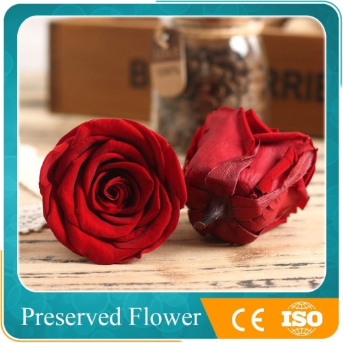 wholesale decorative stabilized roses preserved roses flower