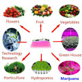 Blue Red Hydroponics 300W LED Coltiva la luce