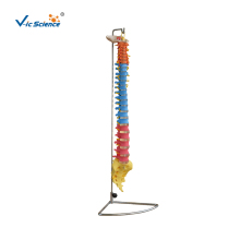 Color Spine Skeleton Vertebral Column Model