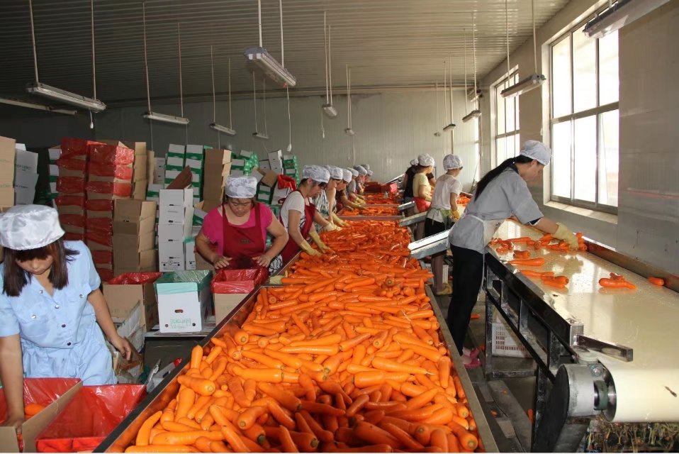 2020 China new season red carrot / fresh vegetables supply