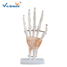 Plastic Hand Joint with Ligaments Model