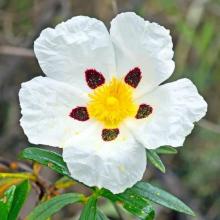 Cistus muhimu mafuta mwamba rose