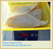 Frozen Fish Export to Chile Market (brama brama fillet)