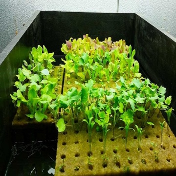 Hydroponics Rockwool Cube Tray Rockwool Grow Media