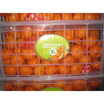 Tatlı Nanfeng Bebek mandarin