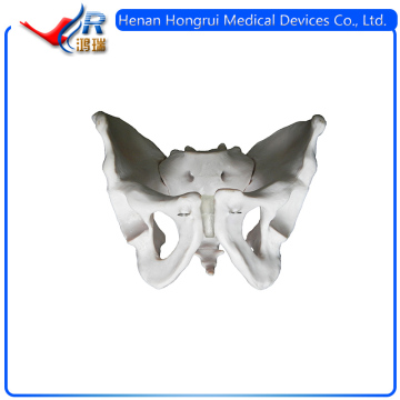 ISO Adult Male Pelvis Teaching Anatomical Model