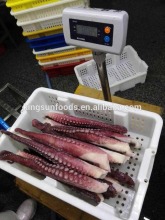Fresh Frozen Octopus leg