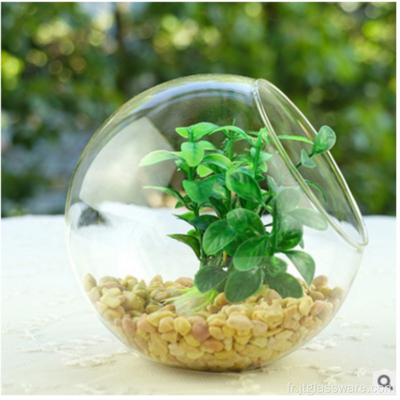 Véritable beau terrarium végétal fonctionnel