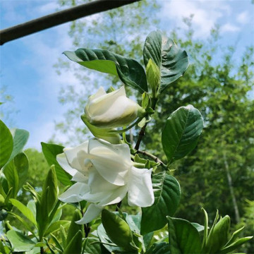 Uso de fábrica de óleo de gardênia a granel