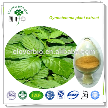 gynostemma pentaphyllum extract/jiaogulan gynostemma pentaphyllum