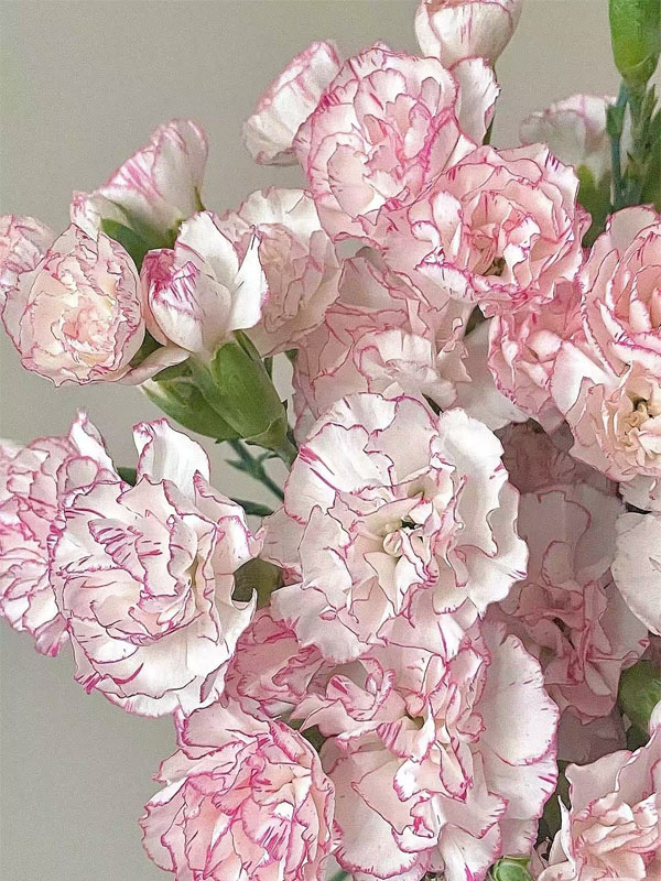স্প্রে কার্নেশন বাঁধাকপি2 Spray carnation cabbage2