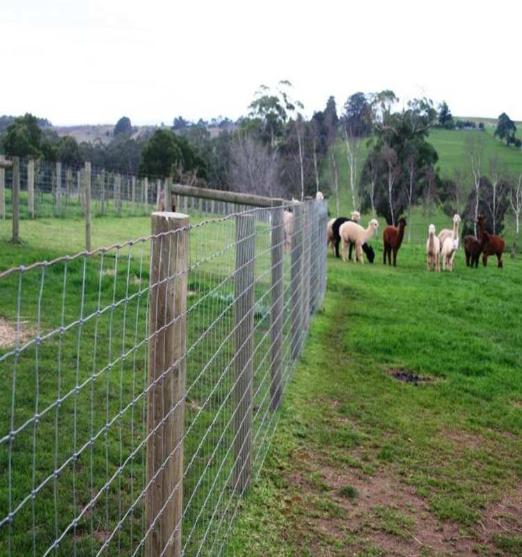 8' fixed knot galvanised game wire farm fencing for goat