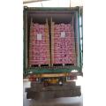 1*40 RH CONTAINER GARLIC