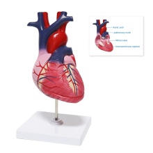 FORESTEDU Human Heart Disassembled Model - 2 Parts Organ Model for Medical Science