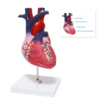 FORESTEDU Human Heart Disassembled Model - 2 Parts Organ Model for Medical Science