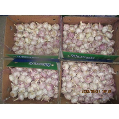 Normal White Garlic 2020 New Season