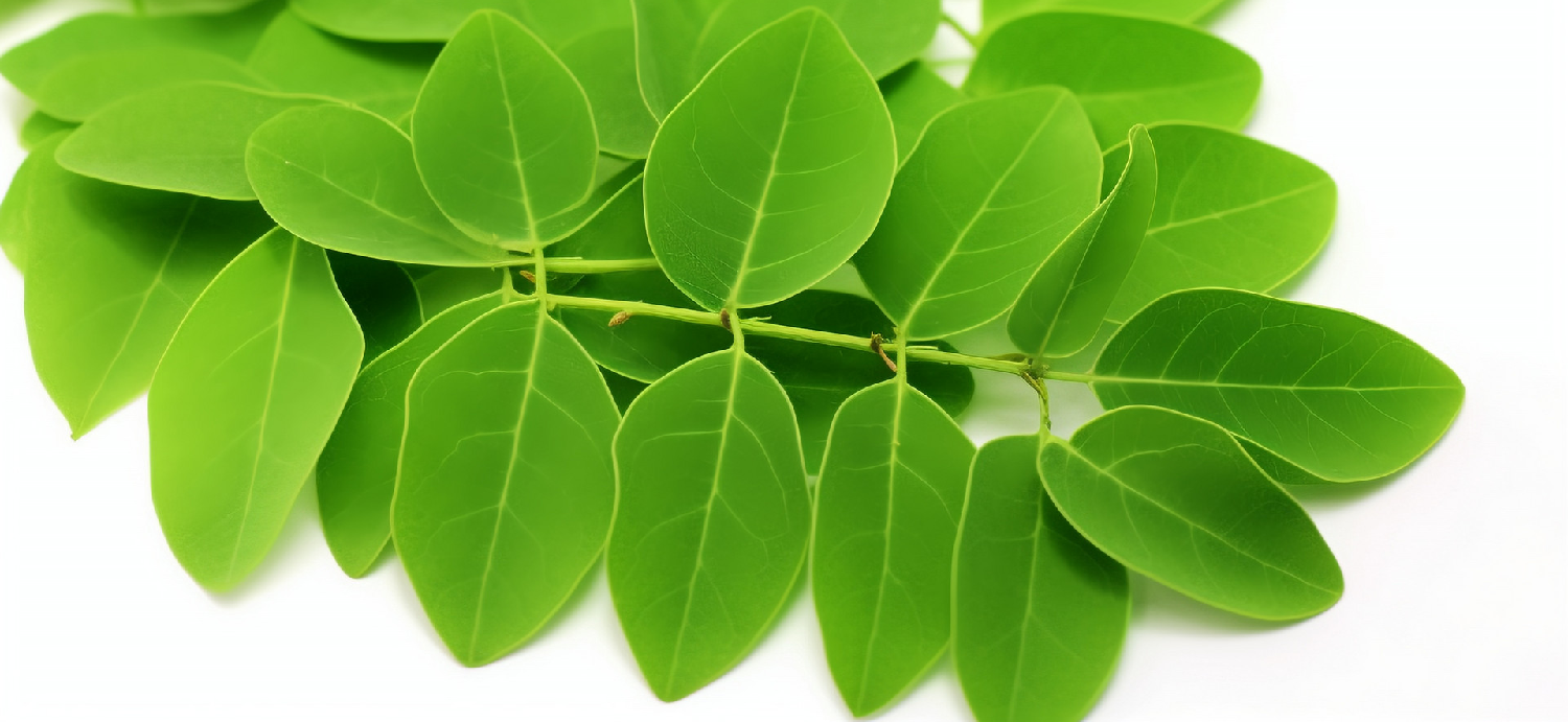 Moringa-Leaf-Powder-3 Moringa-Leaf-Powder-3
