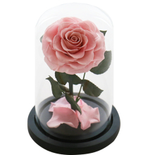 Wholesale Love & Roses Michelle Keegan Preserved Real Rose with Glass Covers - Valentine's Day Gift