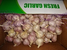 Size 5.0cm Fresh Normal White Garlic