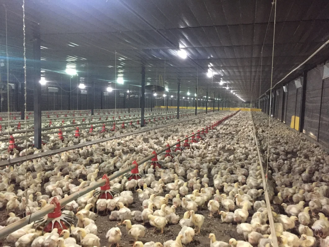 To Simulate Sunrises and Sunsets Touch Dimmer for Egg Hen