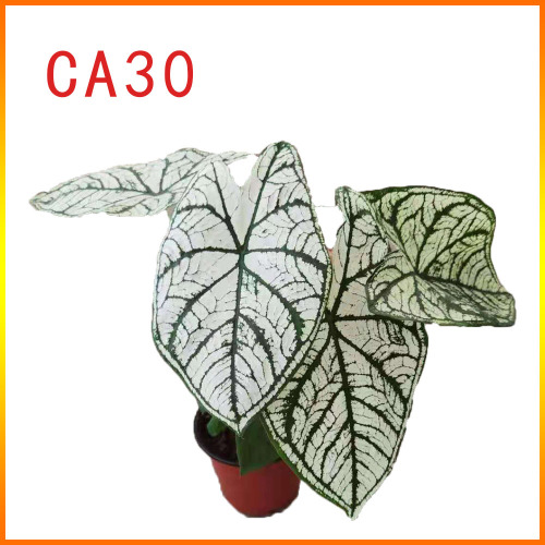 top selling caladium mix factory