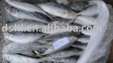 Trachurus trachurus (horse mackerel )