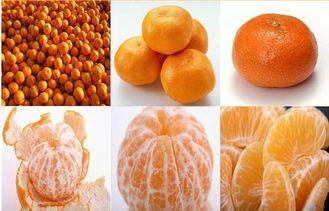 Sweet Baby Fresh Mandarin Oranges 3 - 5.5 cm , 10.58 g Suga