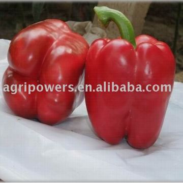 SP959 Red Pepper Seed