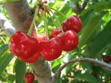 Acerola cherry Extract