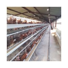 Tanzania Automatic Poultry Cages for Layer Chickens